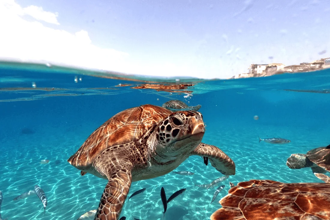 Blog Tulum 1A