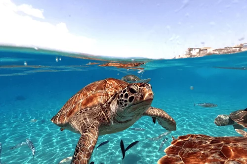 Blog Tulum 1A