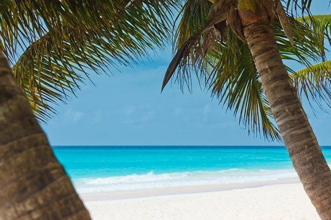 Palmeras En El Mar