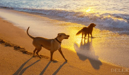 Pet Friendly 1C Pet Friendly 1C